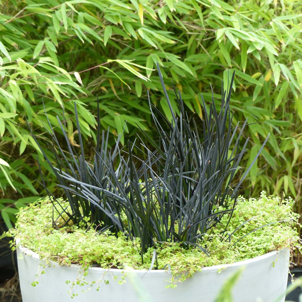 Ophiopogon Hosoba Kokuryu