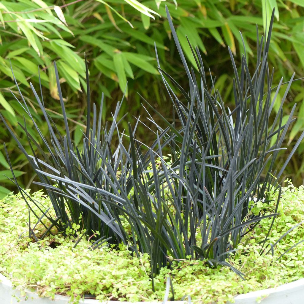 Ophiopogon Hosoba Kokuryu