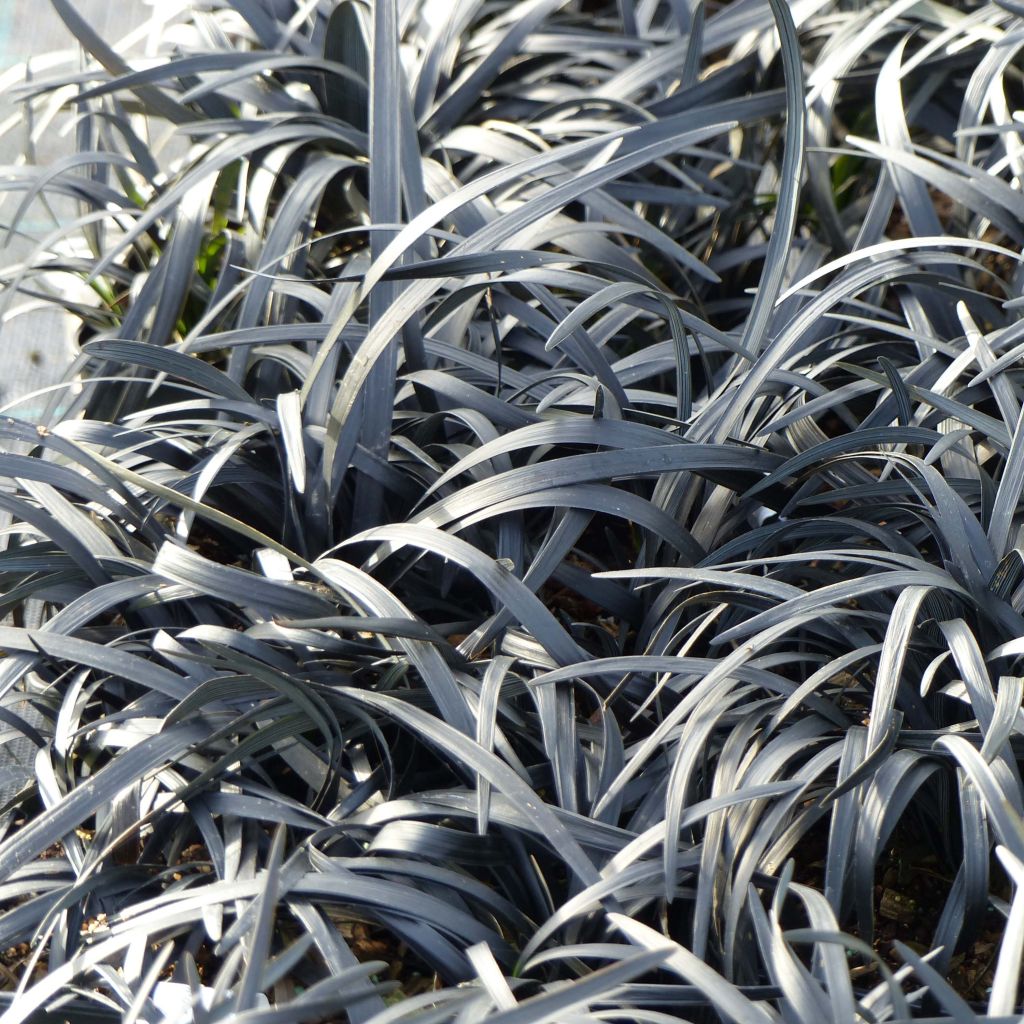 Ophiopogon noir - Ophiopogon planiscapus Nigrescens