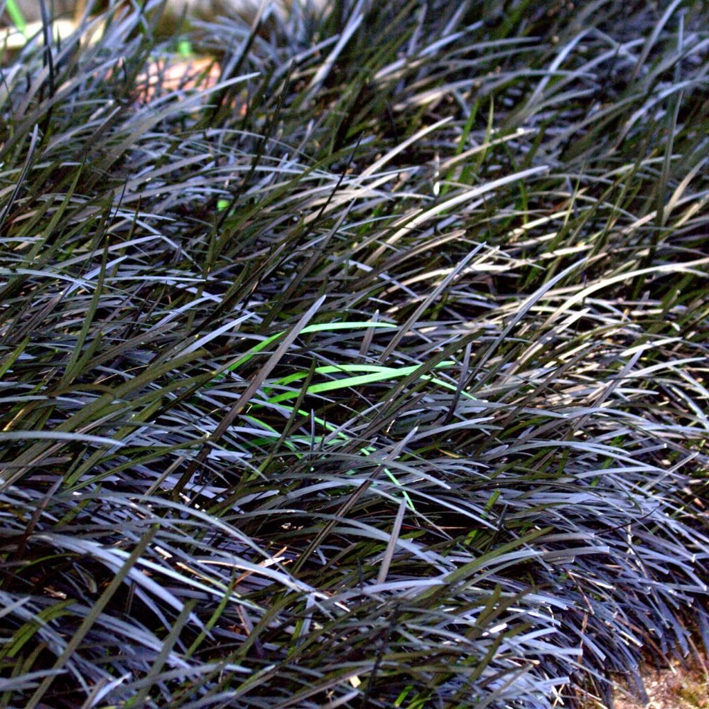 Ophiopogon noir - Ophiopogon planiscapus Nigrescens