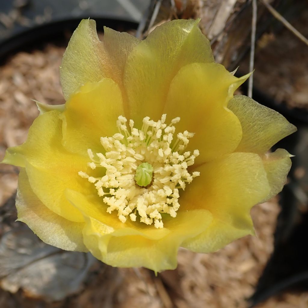 Opuntia angustata - Cactus raquette