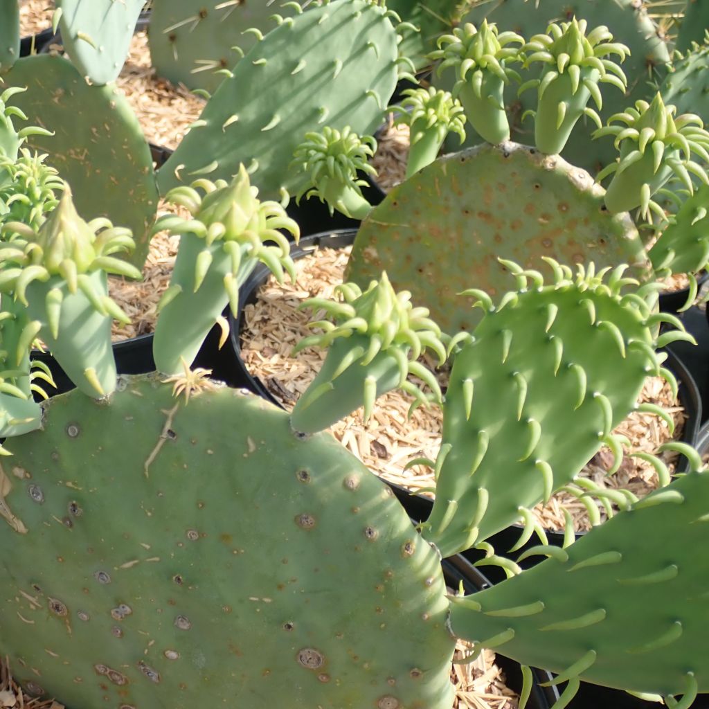 Opuntia cacanapa Ellisiana - Cactus raquette