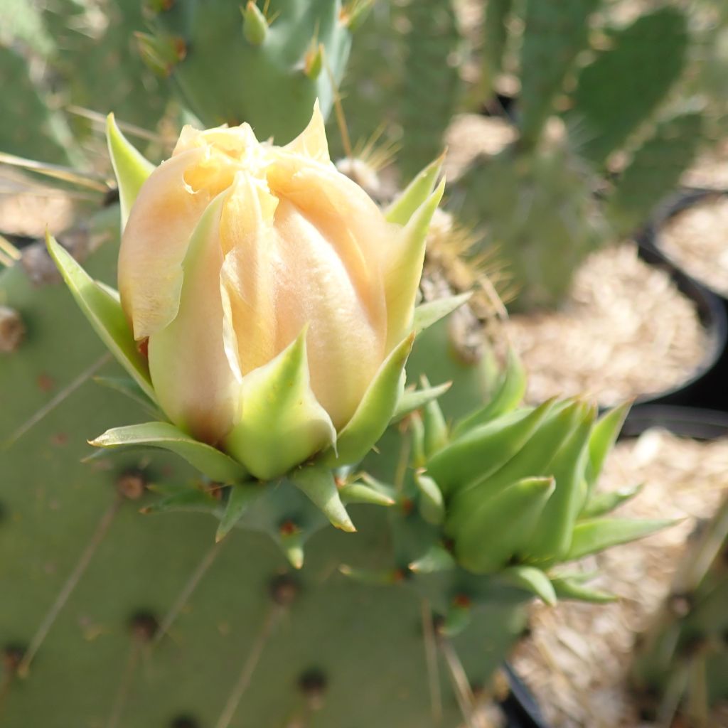 Opuntia cyclodes - Cactus raquette