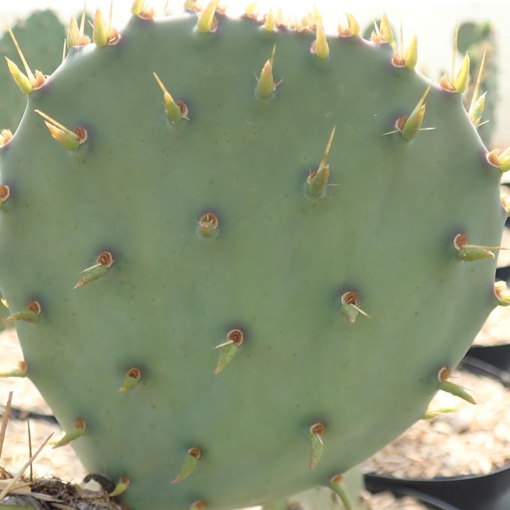 Opuntia cyclodes - Cactus raquette