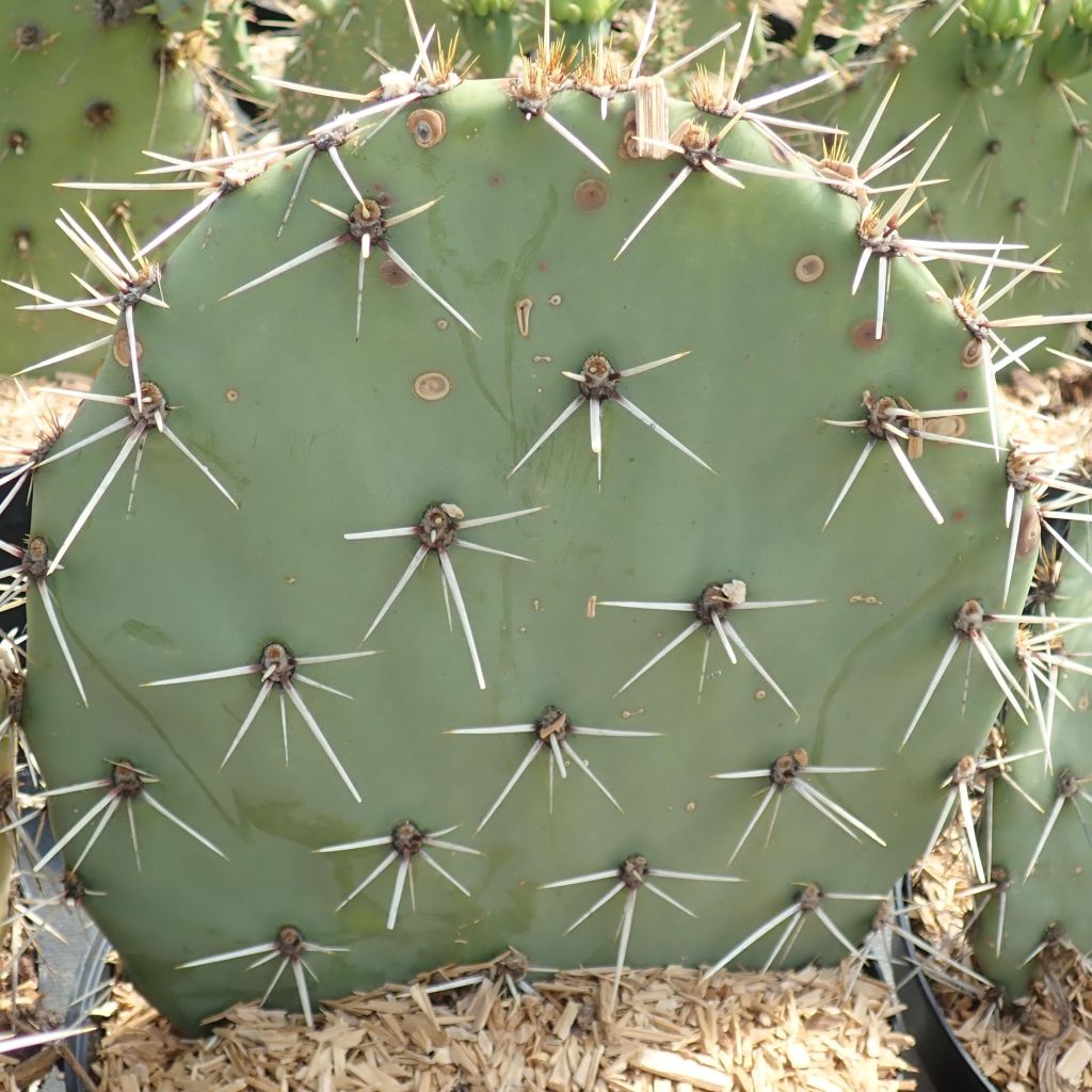 Opuntia discata - Cactus raquette