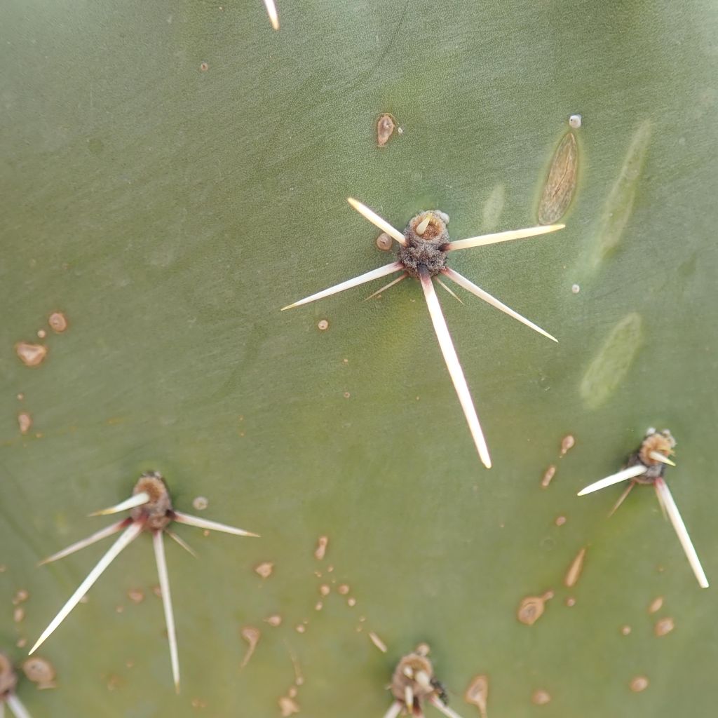 Opuntia discata - Cactus raquette