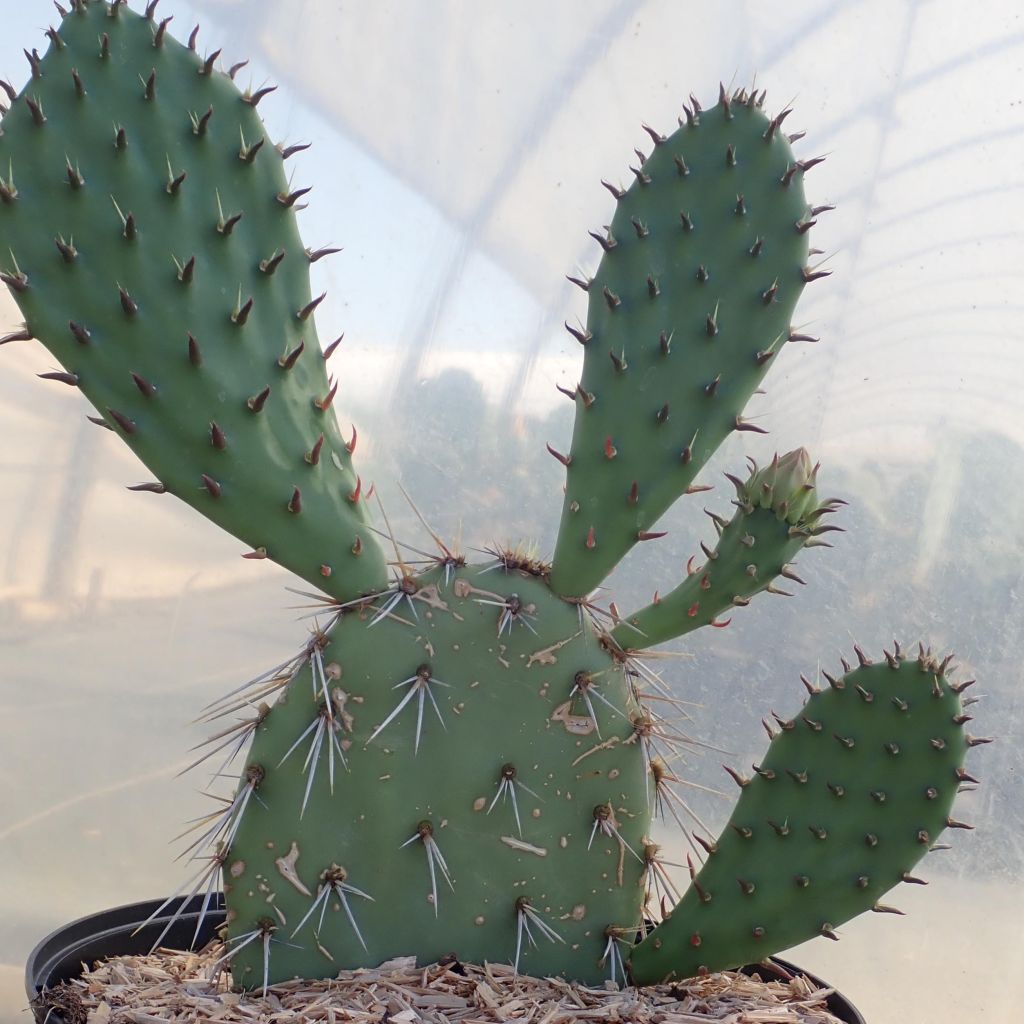 Opuntia dulcis - Cactus raquette