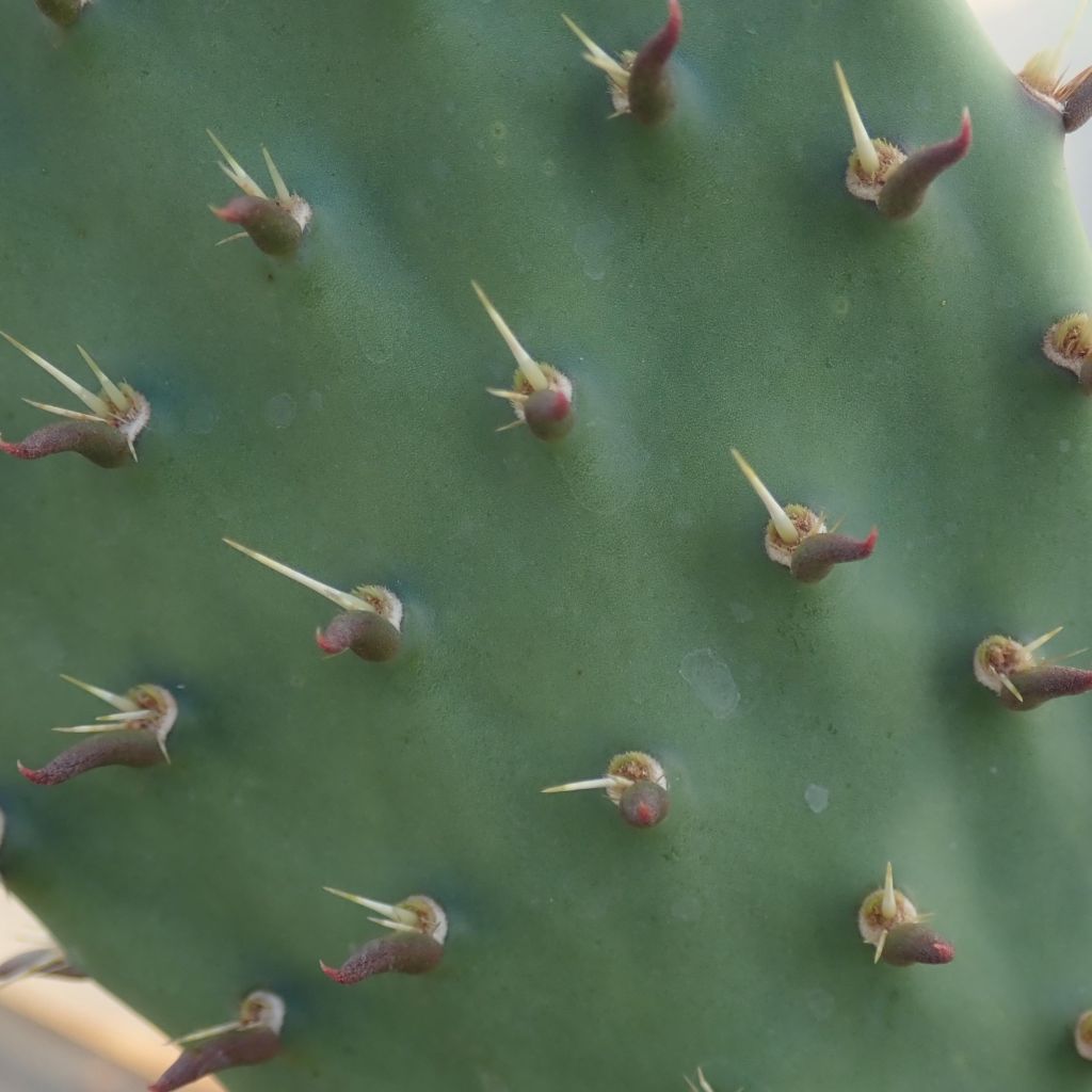 Opuntia dulcis - Cactus raquette