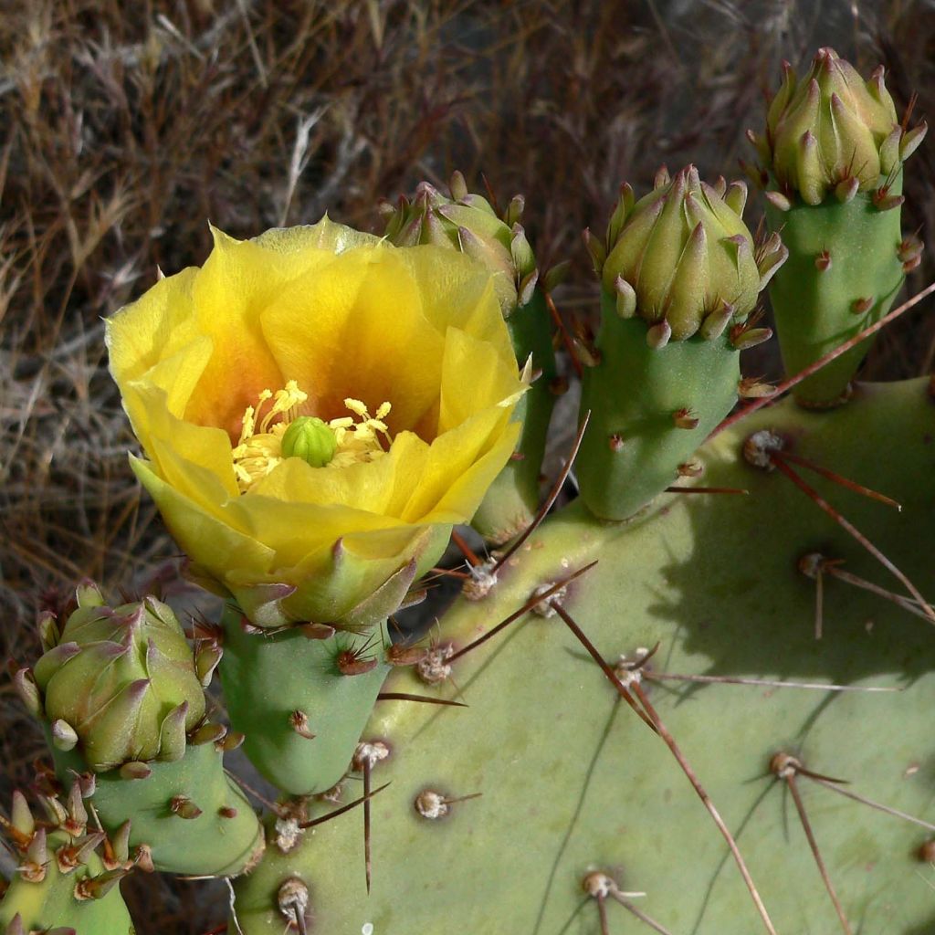 Opuntia engelmannii - Cactus raquette