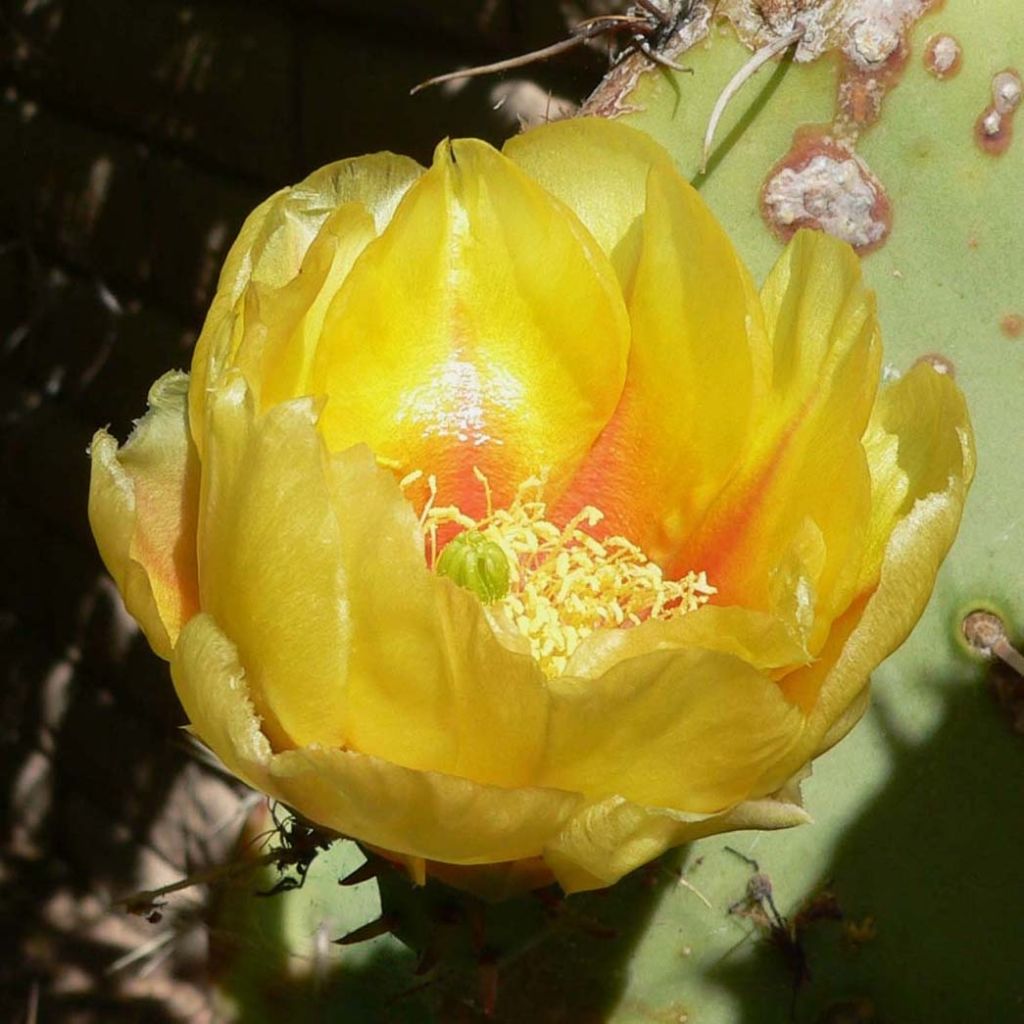 Opuntia engelmannii - Cactus raquette
