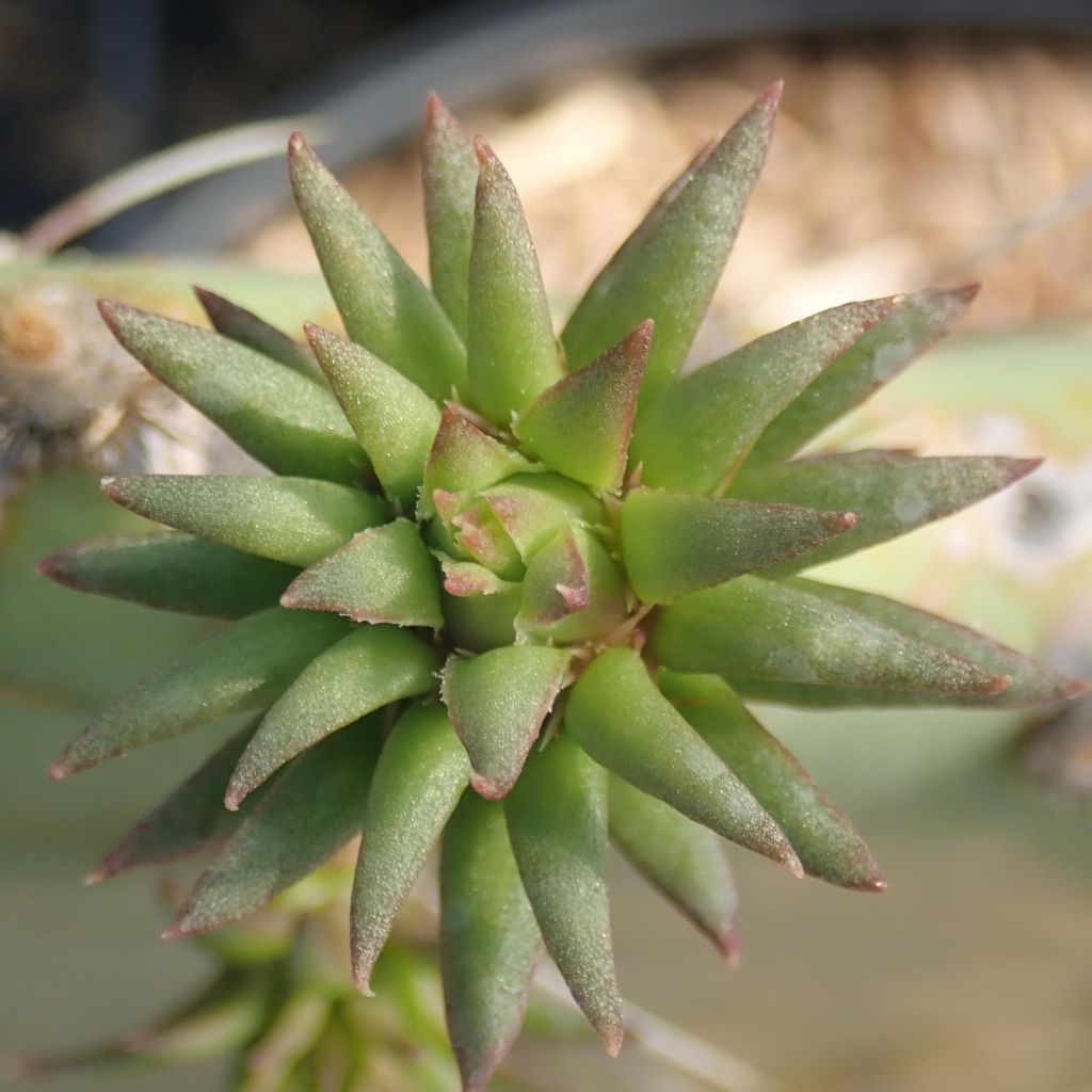 Opuntia engelmannii  Belen - Cactus raquette