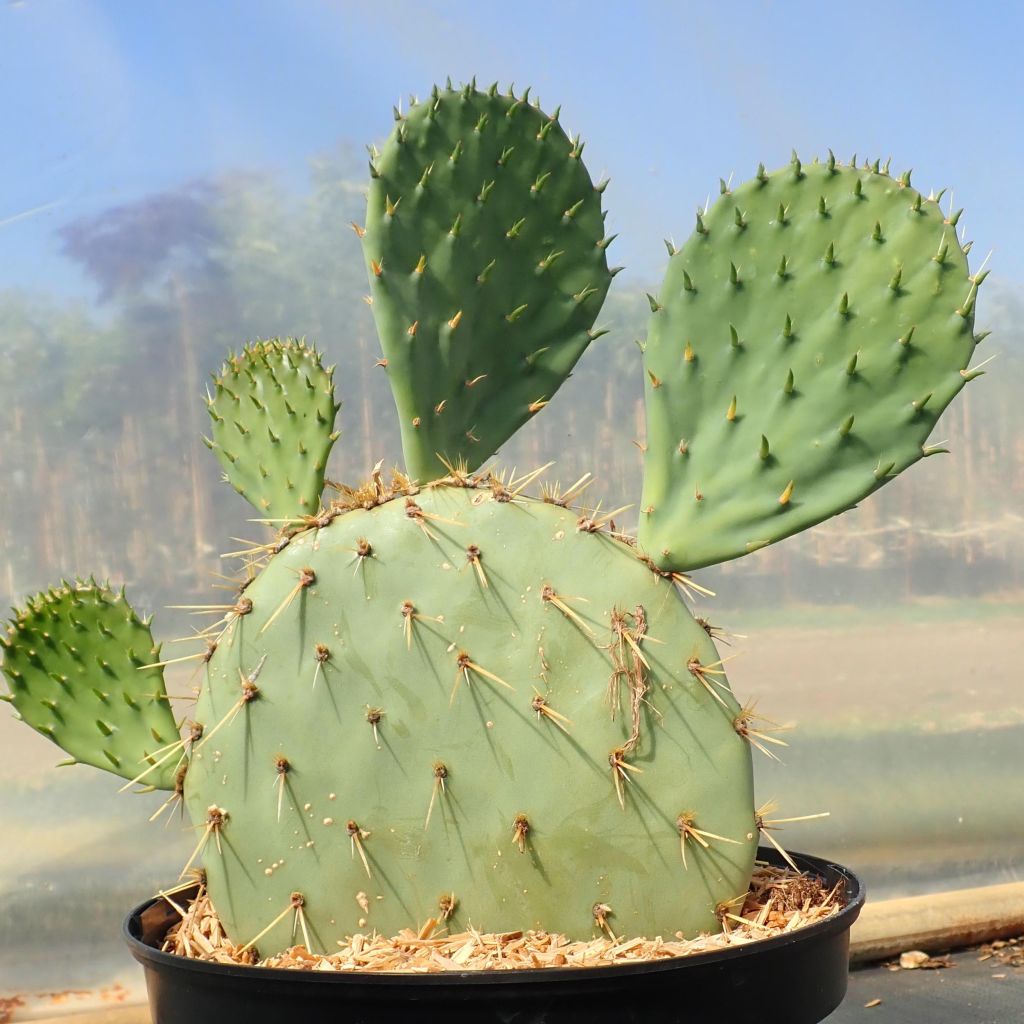 Opuntia engelmannii var. rastrera - Oponce