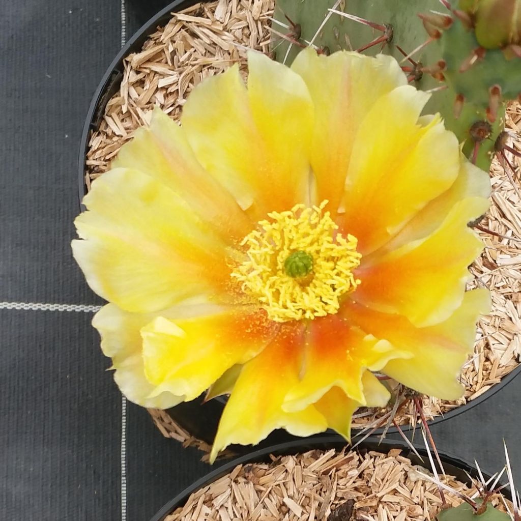 Opuntia engelmannii var. rastrera - Oponce