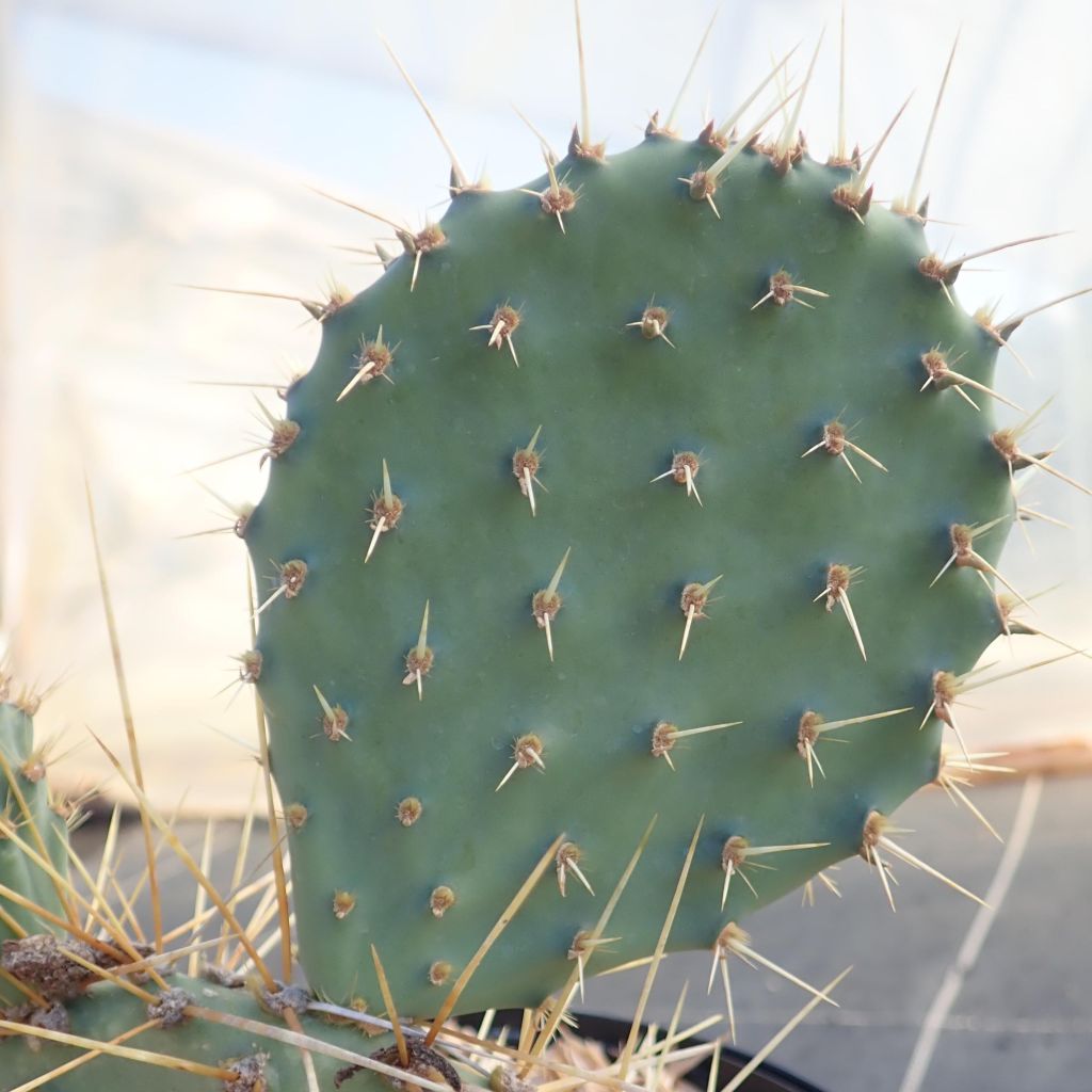 Opuntia howeyi - Cactus raquette