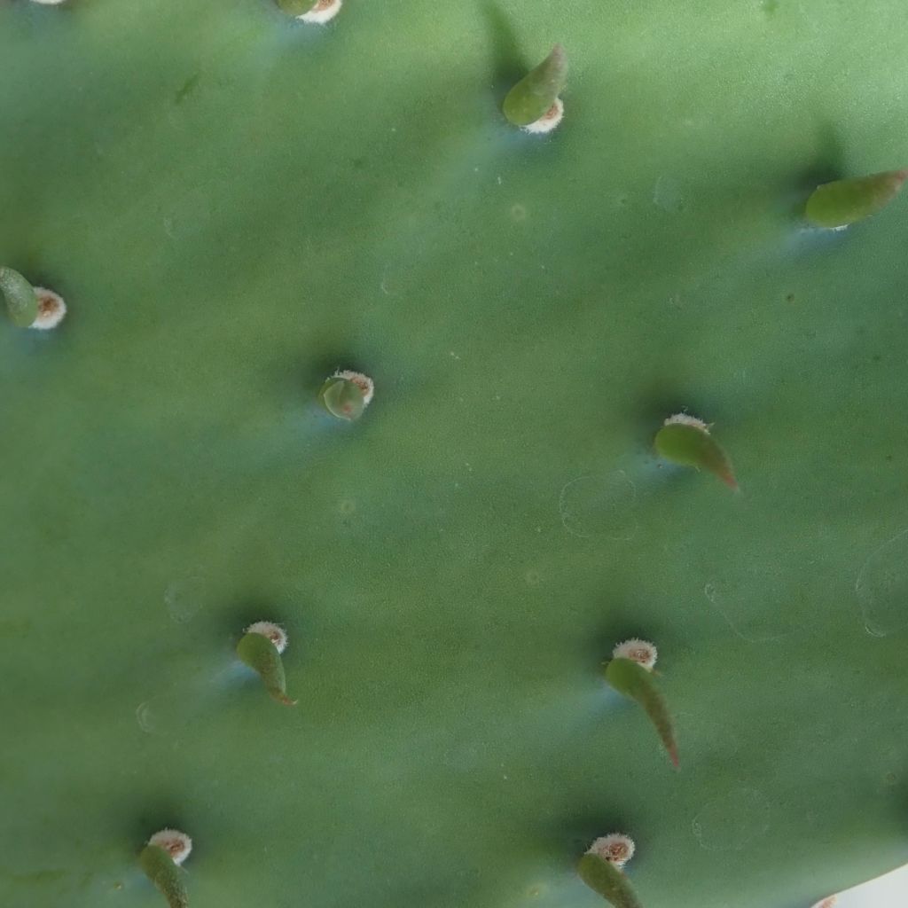 Opuntia laevis - Cactus raquette