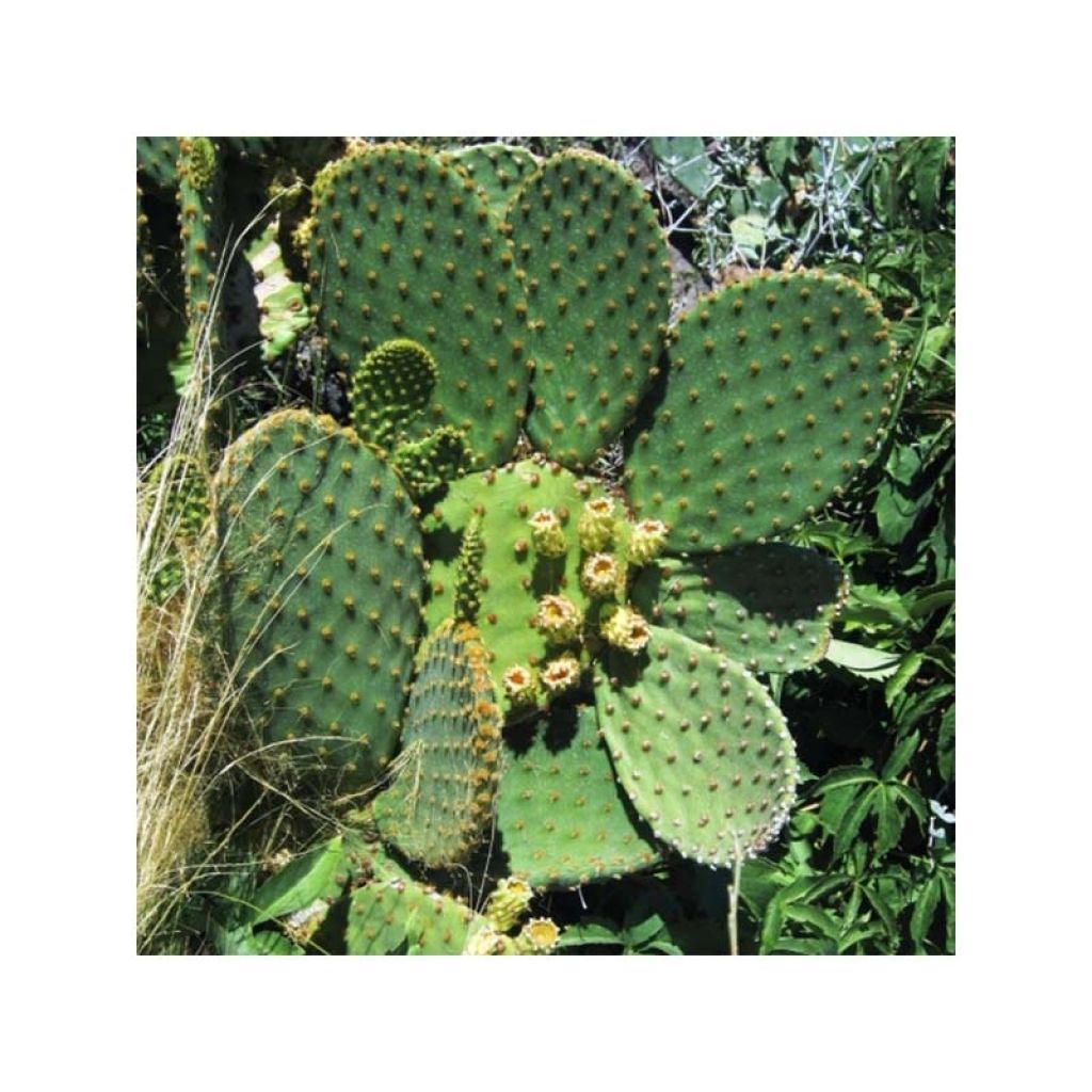 Opuntia lubrica - Cactus raquette