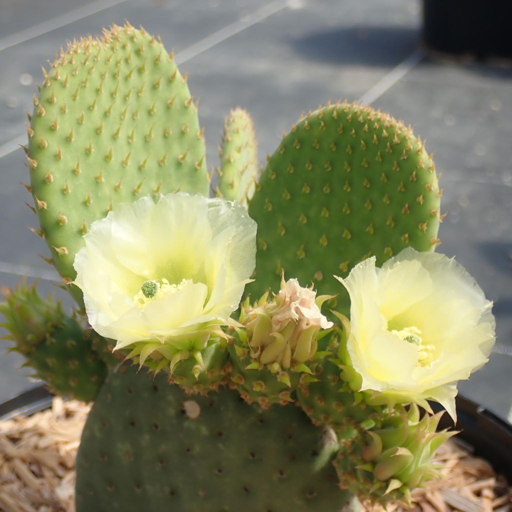 Opuntia microdasys Caress - Cactus raquette