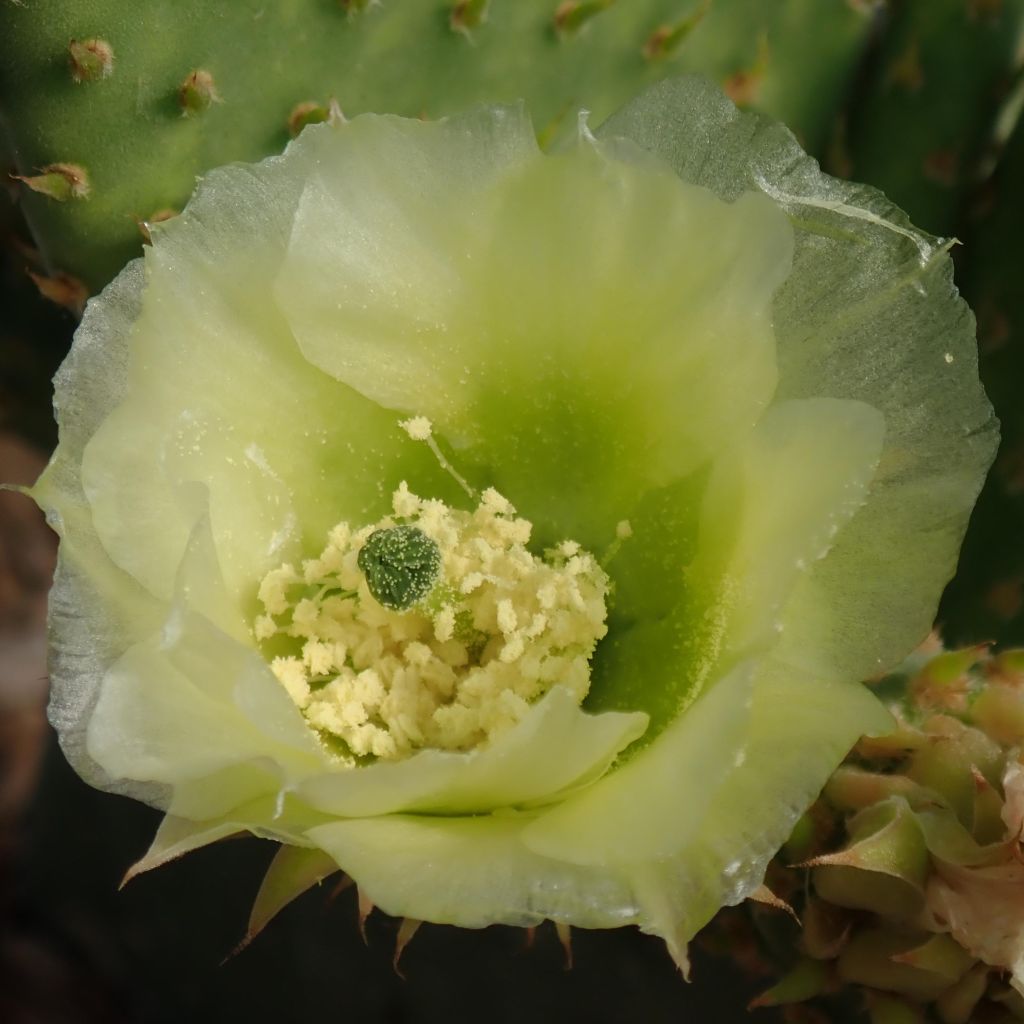 Opuntia microdasys Caress - Cactus raquette