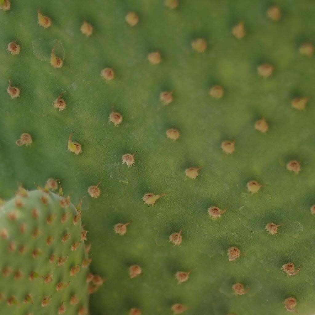 Opuntia microdasys Caress - Cactus raquette