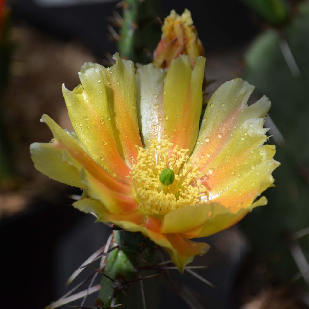 Opuntia phaeacantha Mojavensis - Oponce