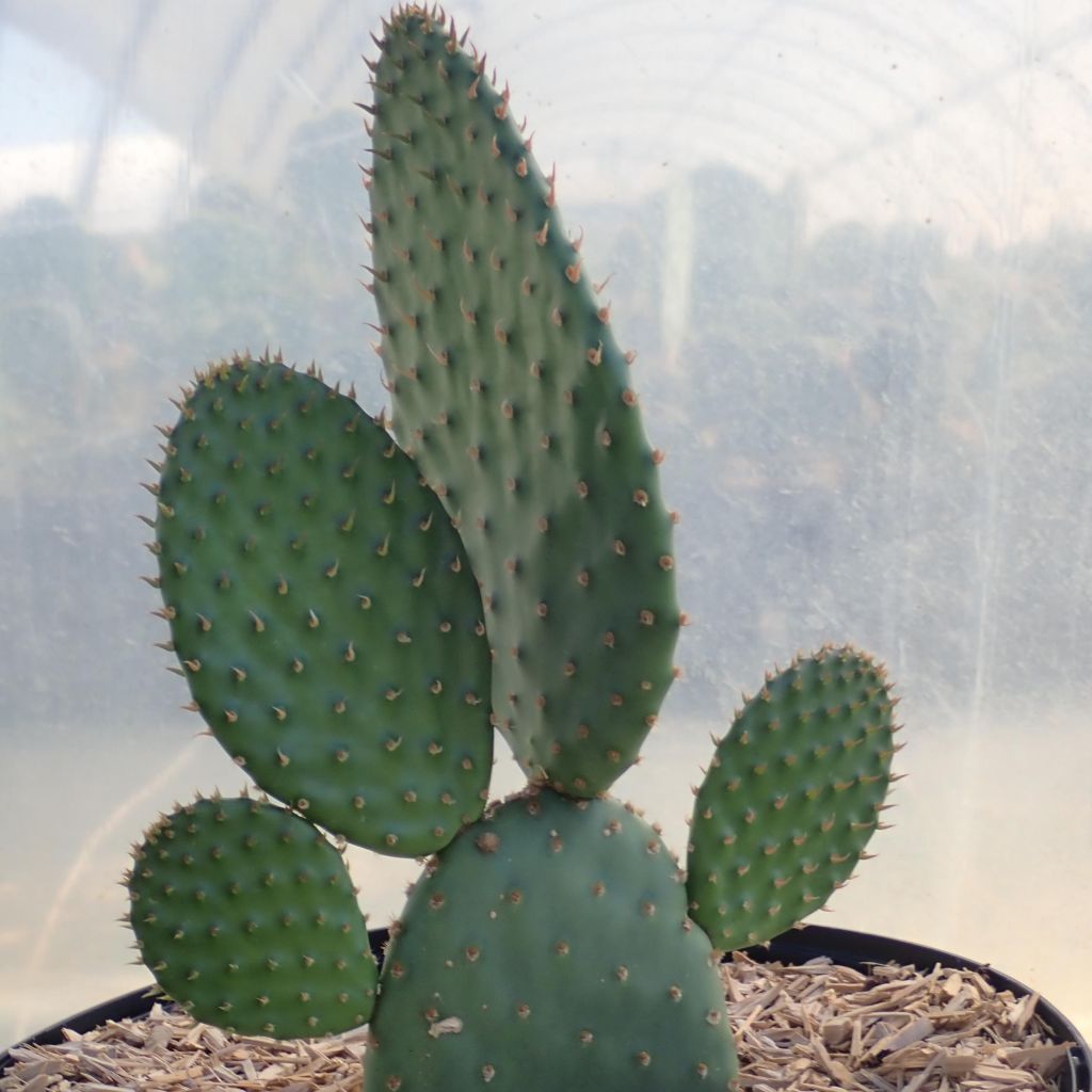 Opuntia rufida - Cactus raquette