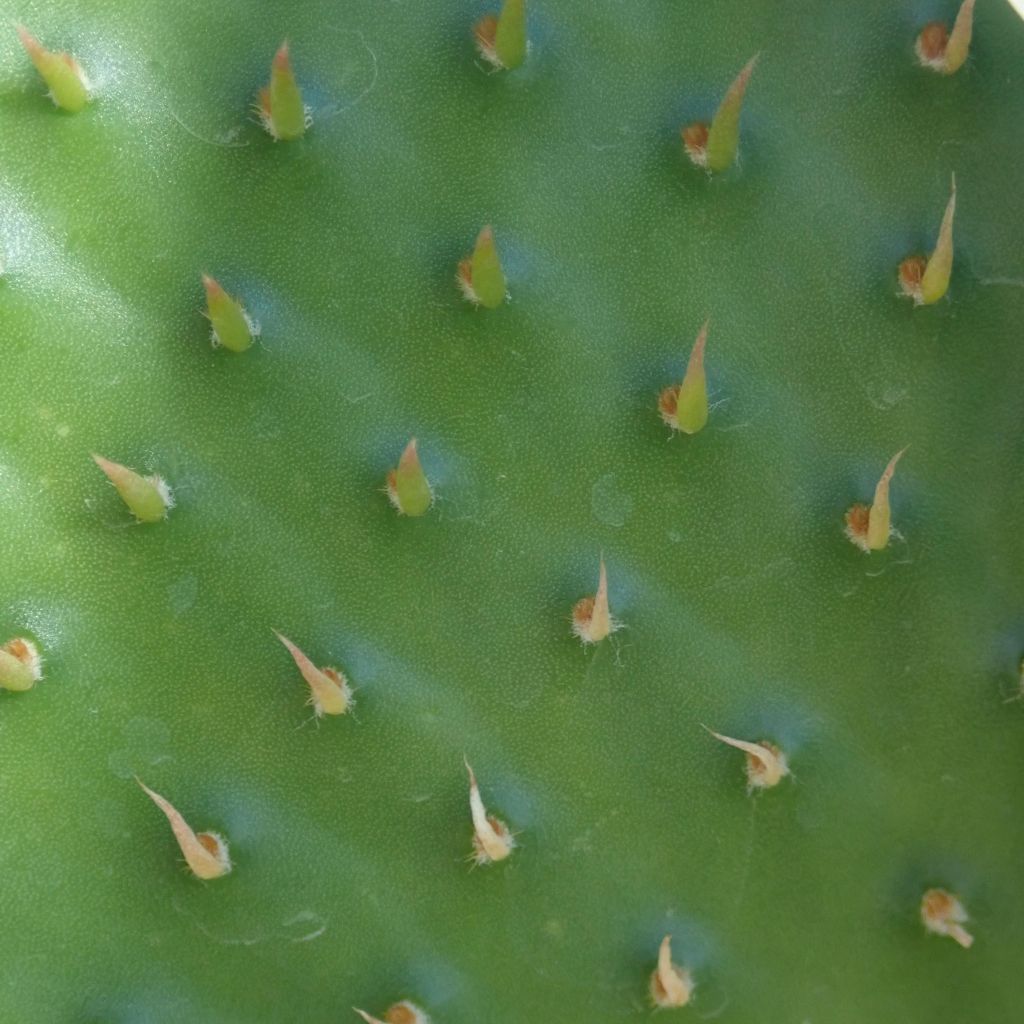 Opuntia rufida - Cactus raquette