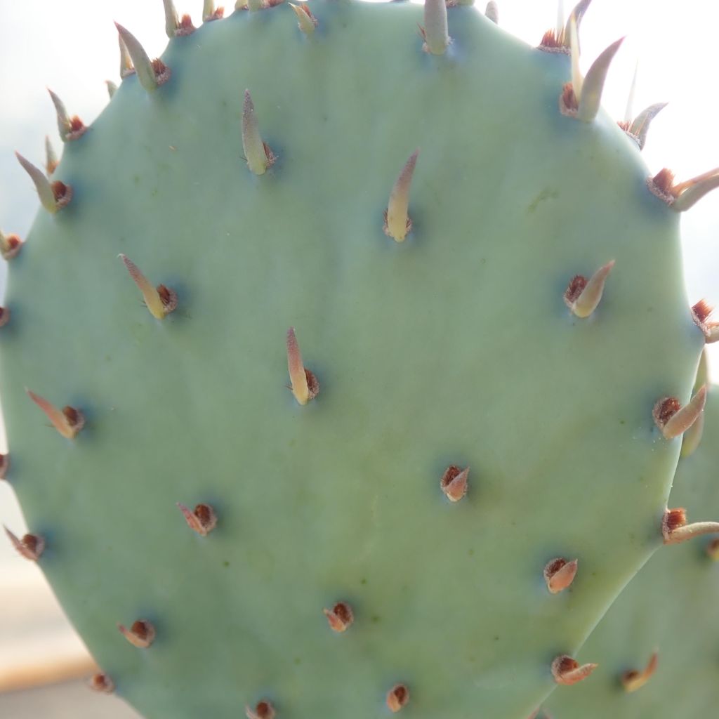 Opuntia sanguinicola - Cactus raquette