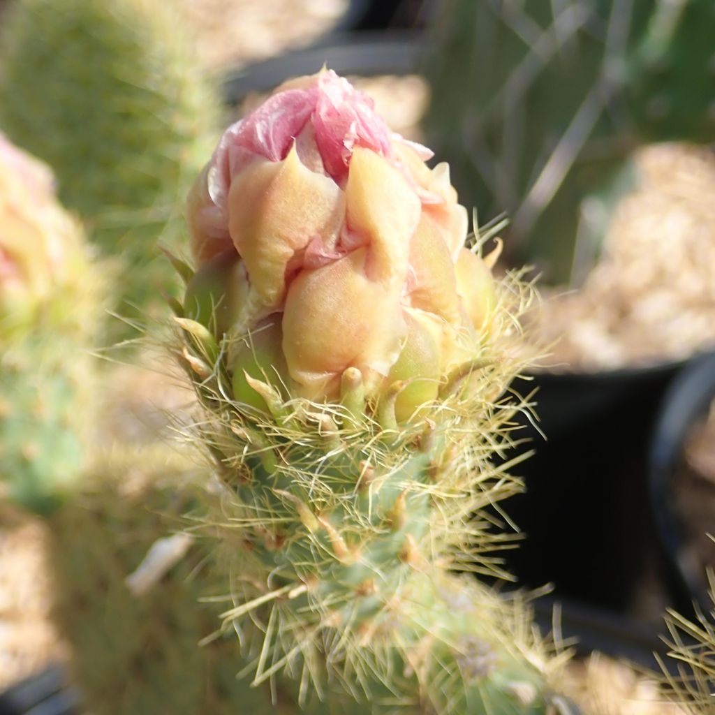 Opuntia scheeri - Cactus raquette