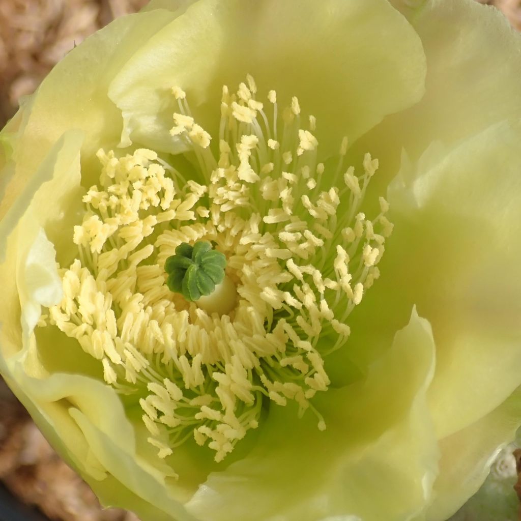 Opuntia scheeri - Cactus raquette