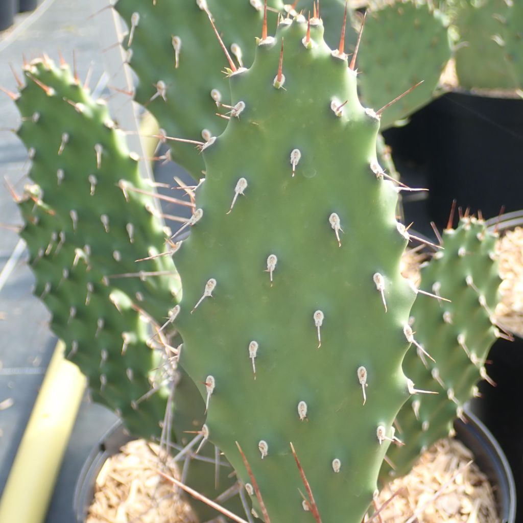 Opuntia sulfurea (sulphurea) - Cactus raquette