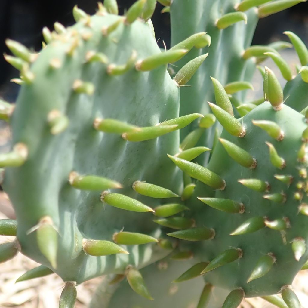 Opuntia tapana (= tapona) - Cactus raquette