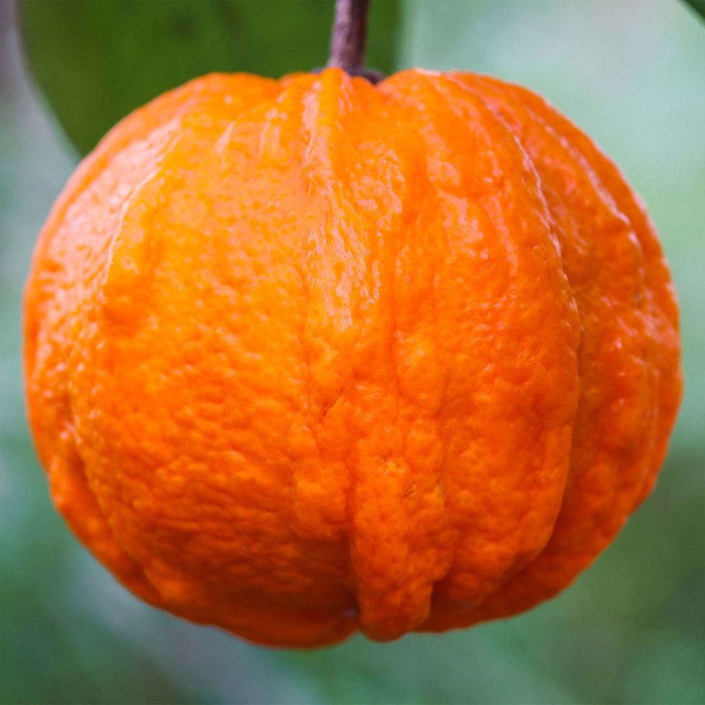 Oranger Corrugata - Citrus sinensis x aurantium