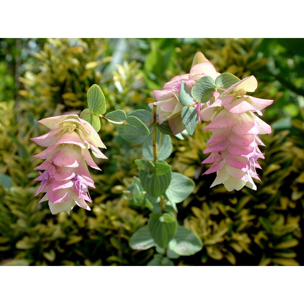 Origanum rotundifolium Kent Beauty 3