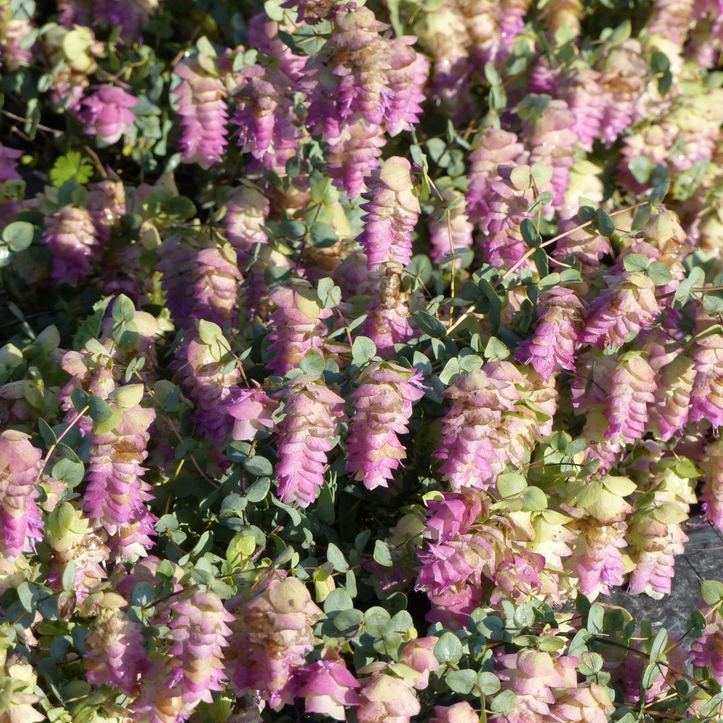 Origanum rotundifolium Kent Beauty - Origan, Marjolaine