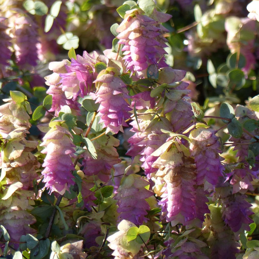 Origanum rotundifolium Kent Beauty - Origan, Marjolaine