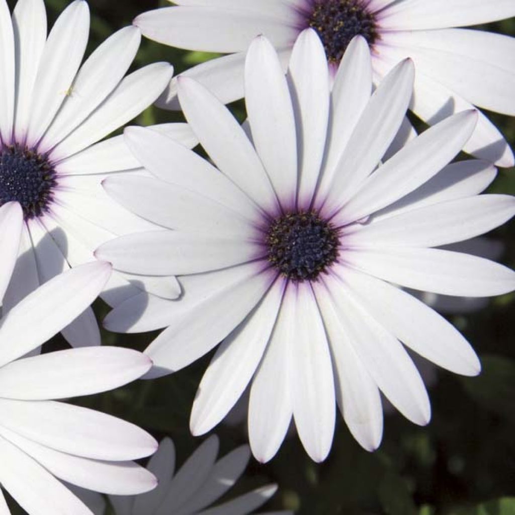 Osteospermum Impassion White