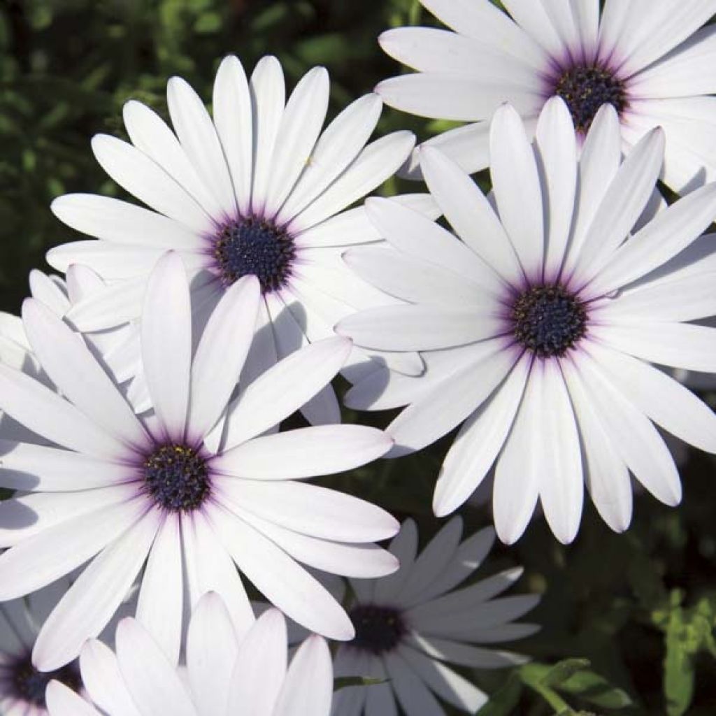 Osteospermum Impassion White