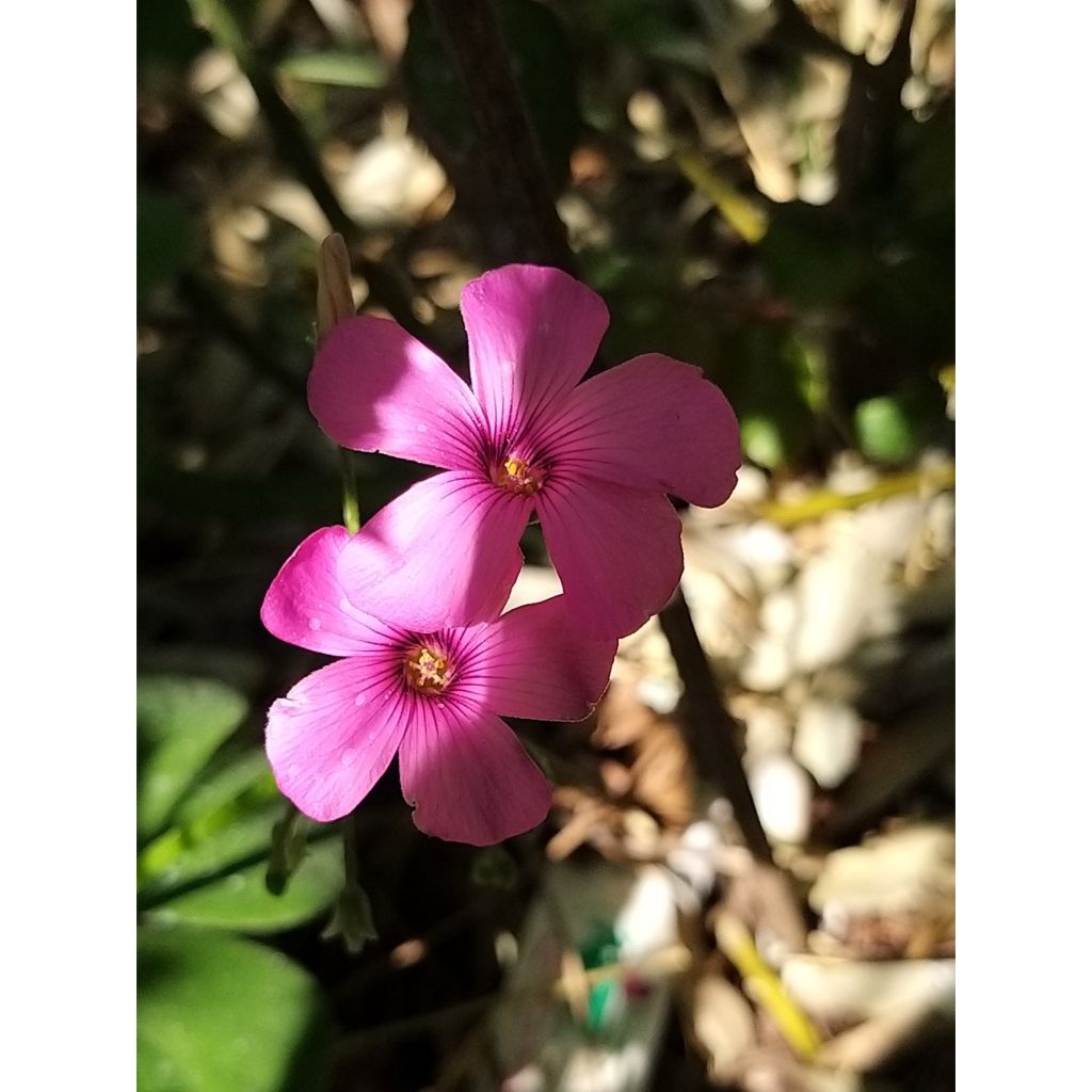 Oxalis deppei - Faux trèfle à quatre feuille