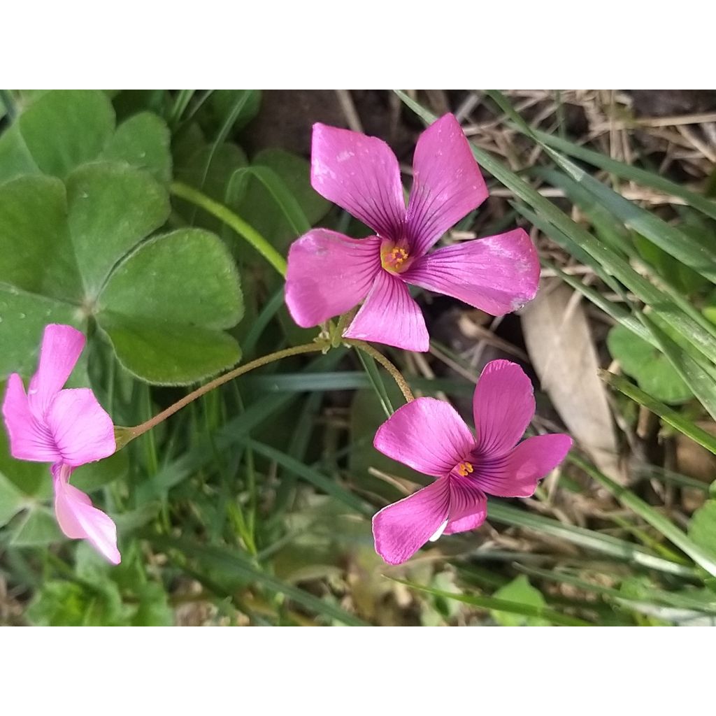 Oxalis deppei - Faux trèfle à quatre feuille