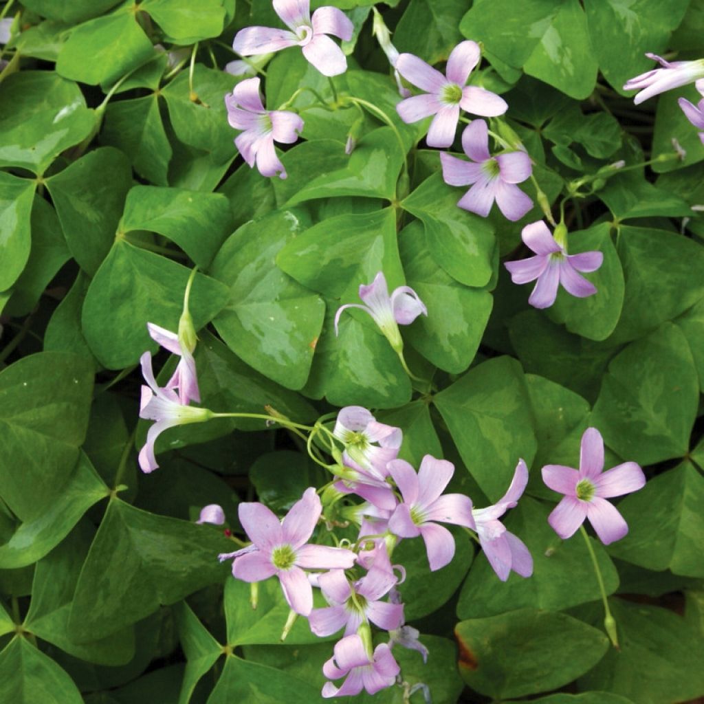 Oxalis Triangularis – L'oeil Végétal