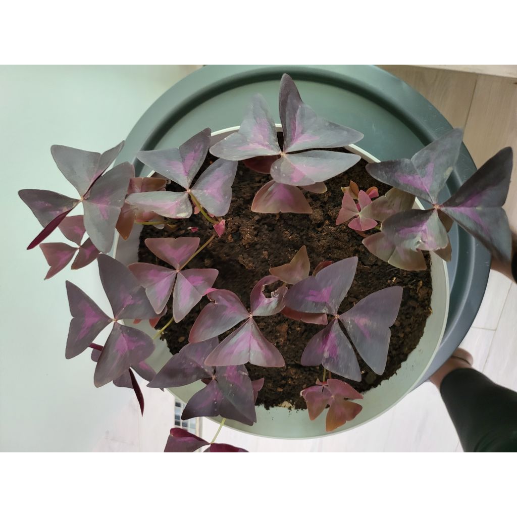 Oxalis triangularis - Trèfle pourpre