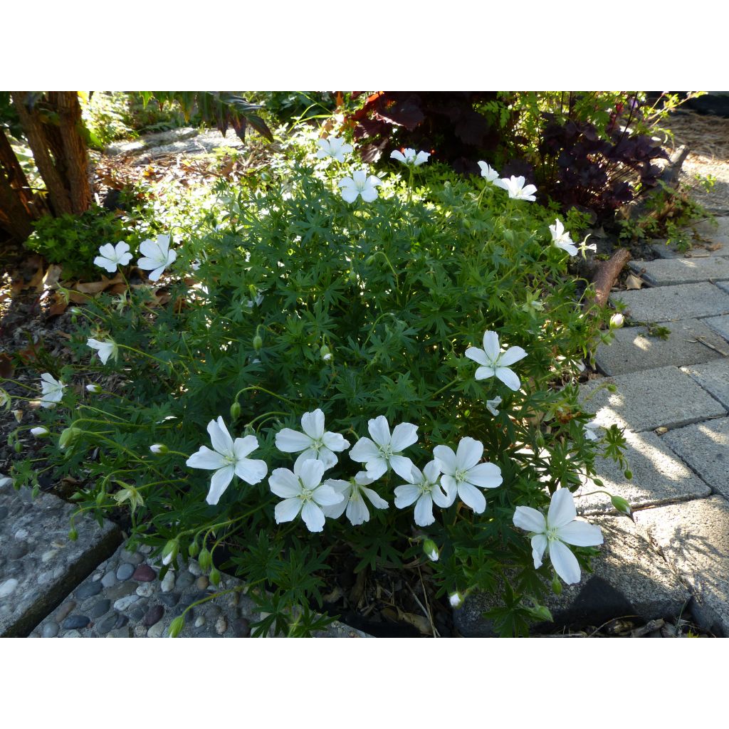 Géranium vivace sanguineum Album, promesse tenue