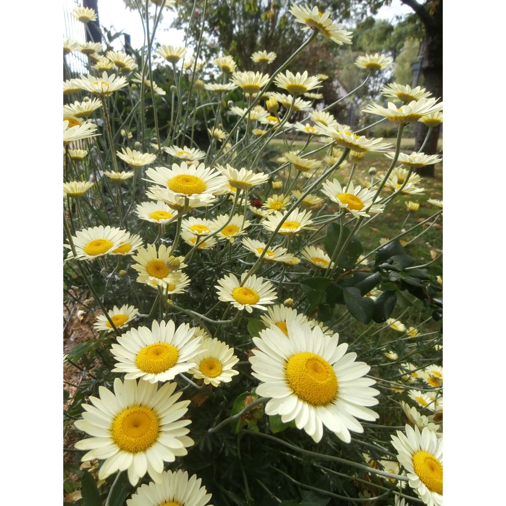 Anthemis tinctoria Wargrave Variety - Camomille des teinturiers