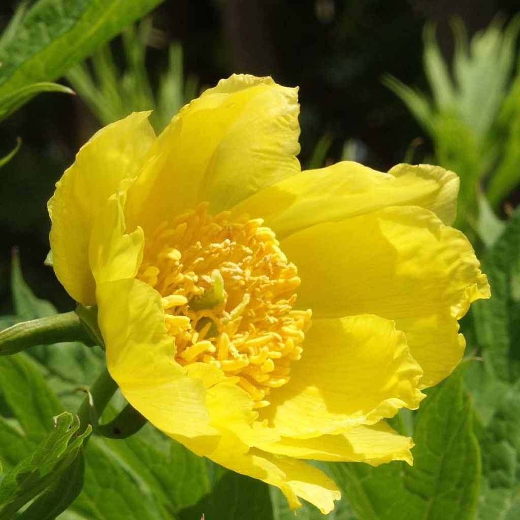 Pivoine arbustive jaune - Paeonia lutea