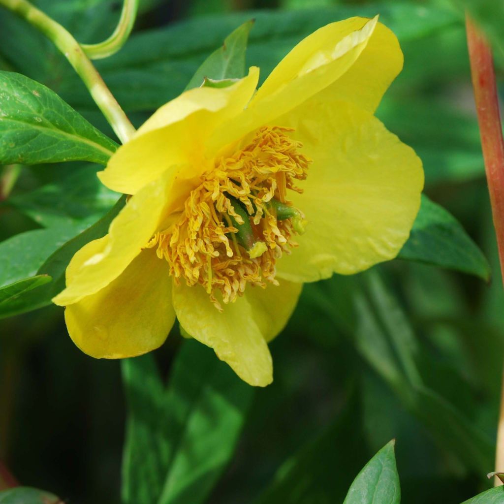 Pivoine arbustive jaune - Paeonia lutea