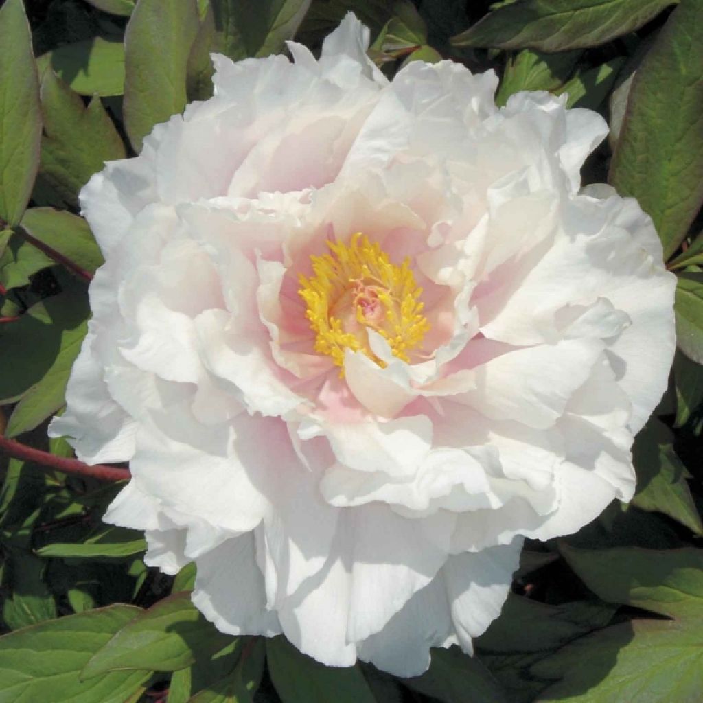 Pivoine suffruticosa blanche