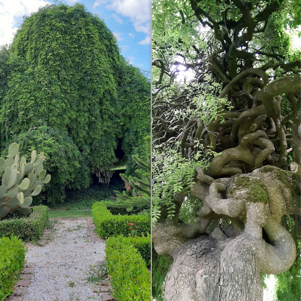 Pagode japonaise - Sophora japonica Pendula