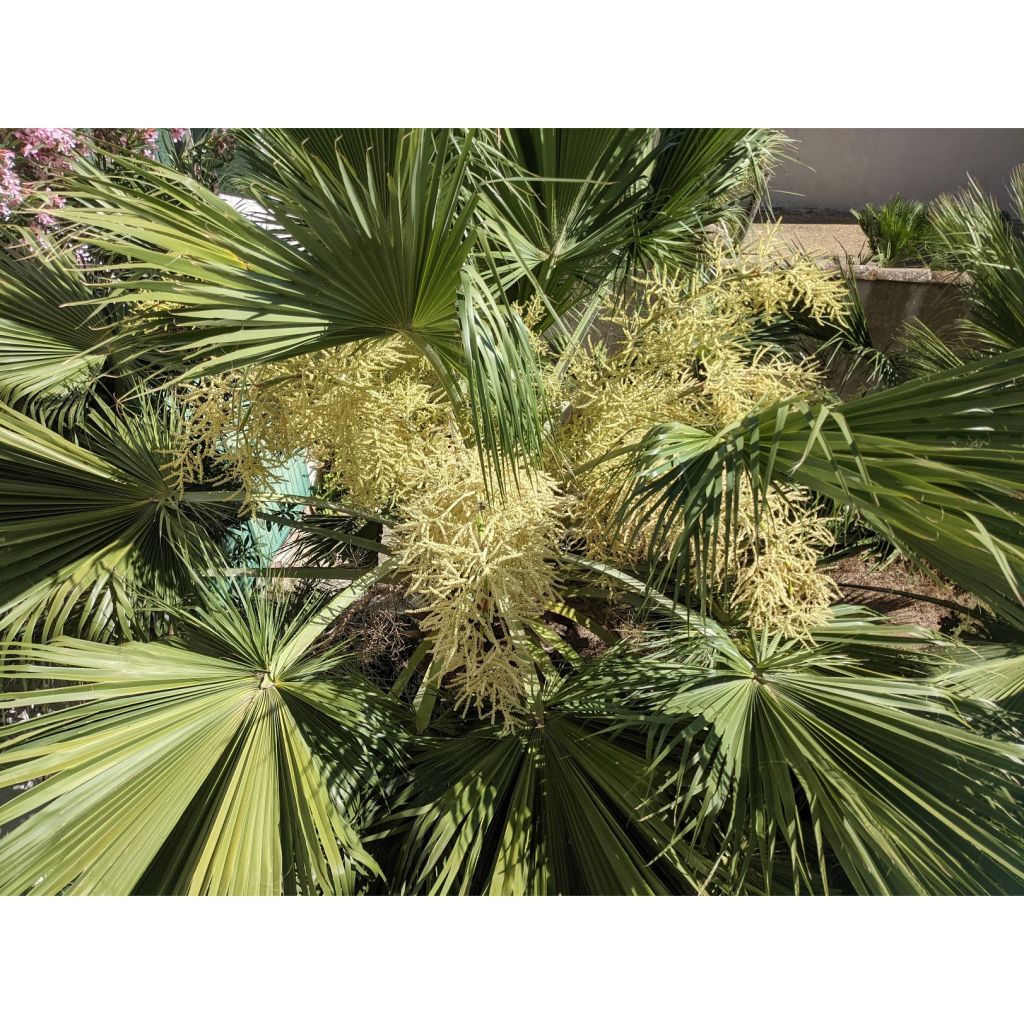 Palmier du Mexique - Brahea edulis