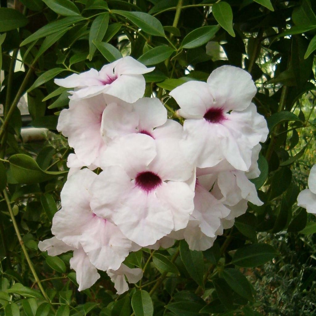 Pandorea jasminoïdes Blanc - Bignone faux jasmin