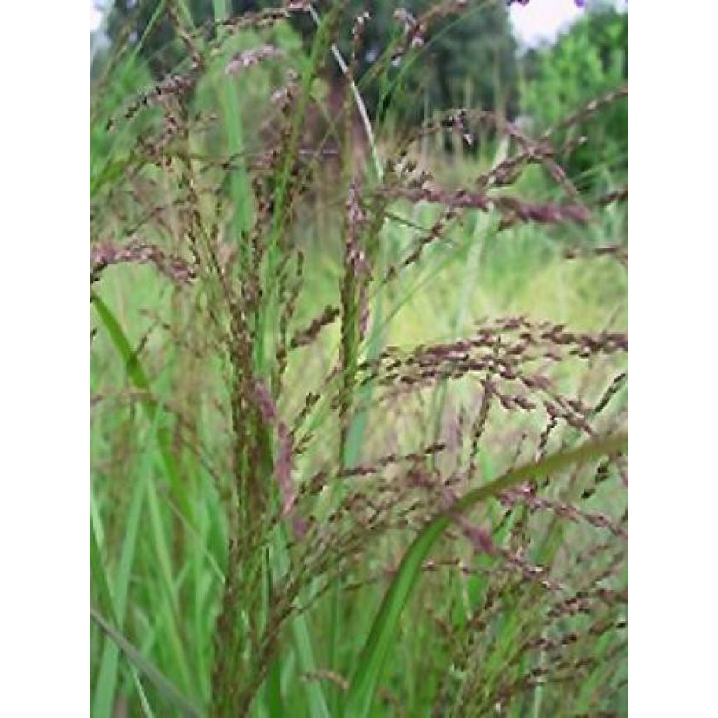 Panic érigé - Panicum virgatum Warrior